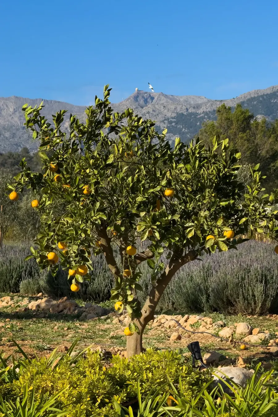 Lemon tree in the garden — the Tramuntana mountains in the distance