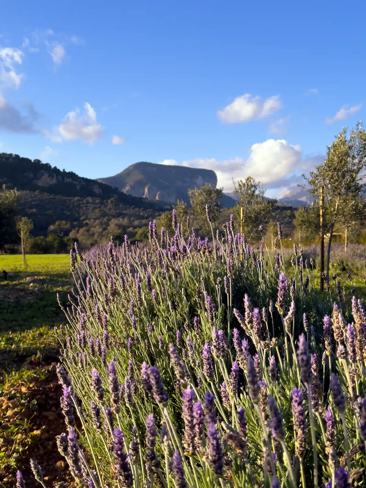 Tramuntana mountains seen across the Casa Mana estate — golden stone walls and olive groves in the foreground
