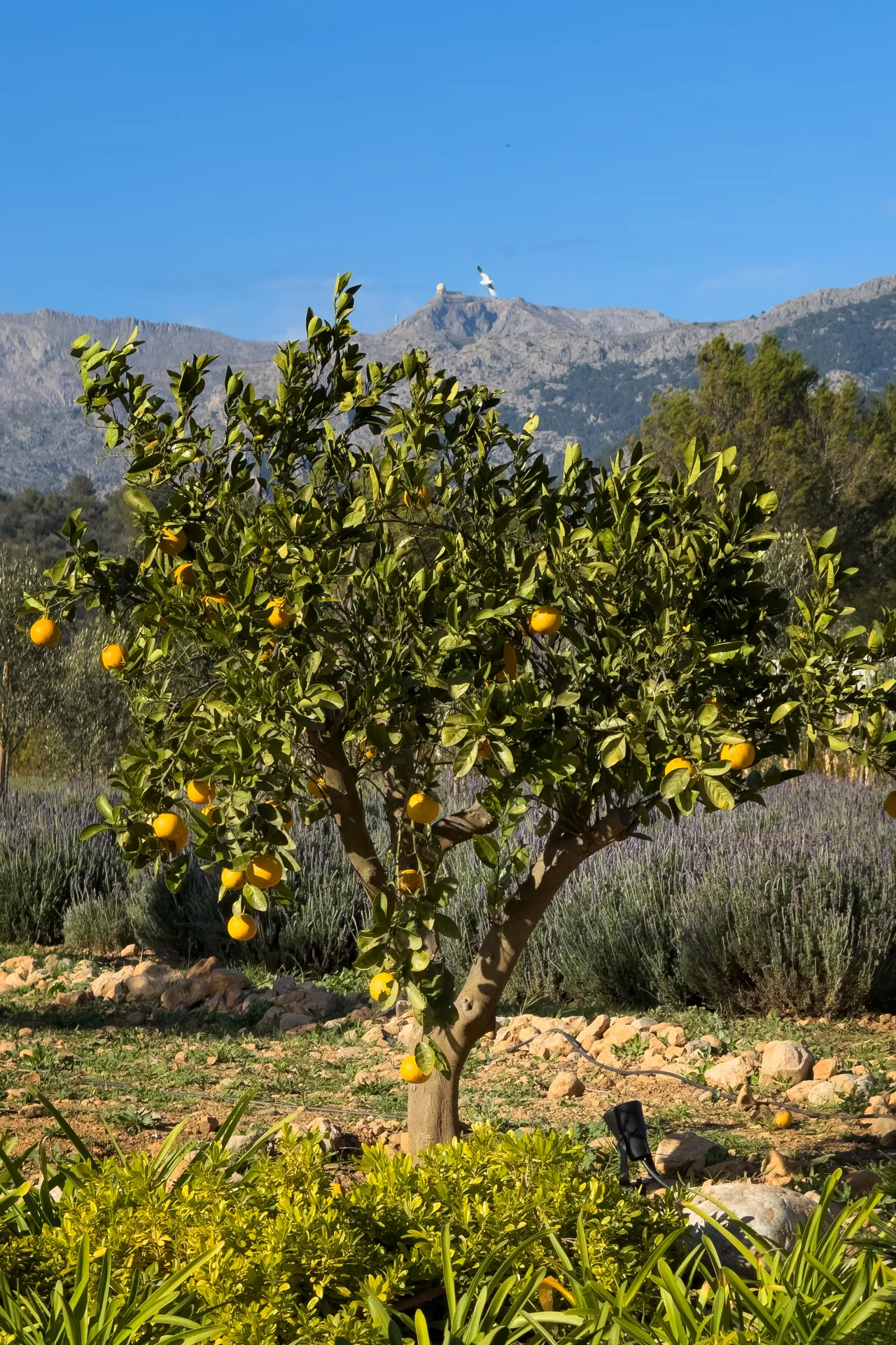 A lemon tree in the garden — bright fruit against the Tramuntana mountains