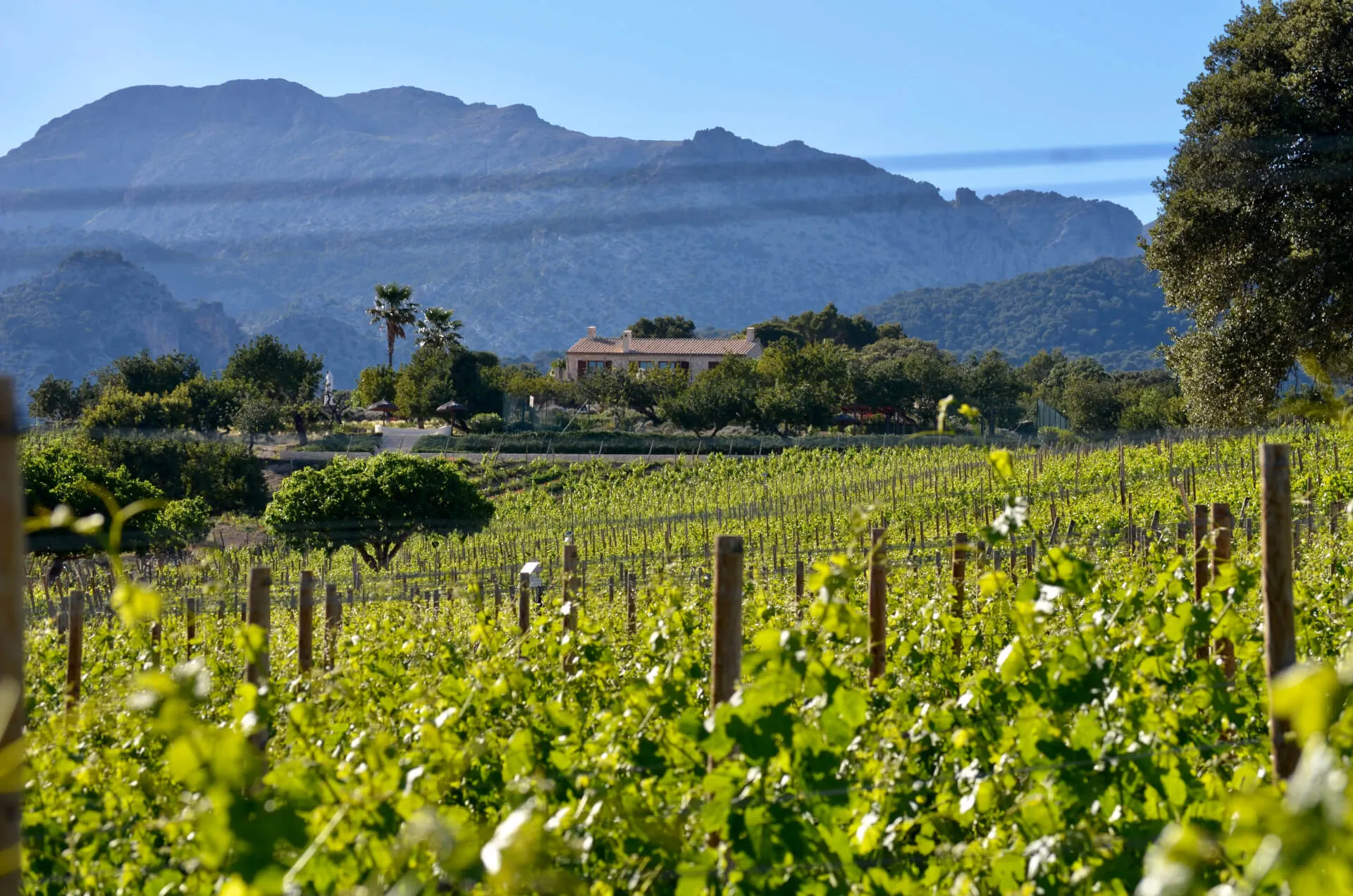 Binissalem vineyard — the finca visible through the vines with the Tramuntana beyond